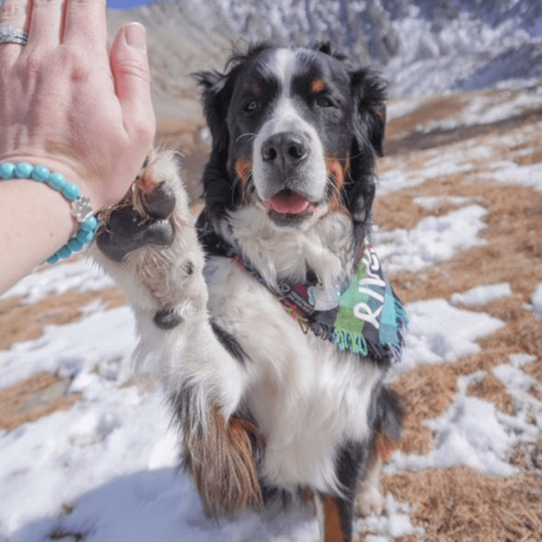 Puppy Love Bracelet for Dog Lovers